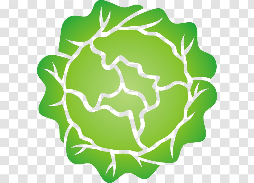 Iceberg Lettuce Salad Leaf Vegetable Clip Art - Royaltyfree - Cute Cliparts Transparent PNG