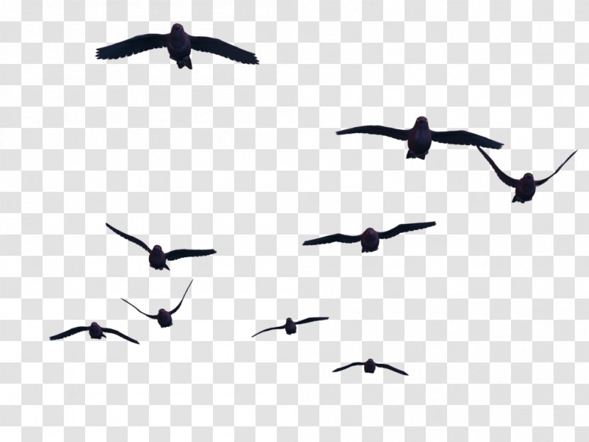 Bird Flight Clip Art Transparent PNG