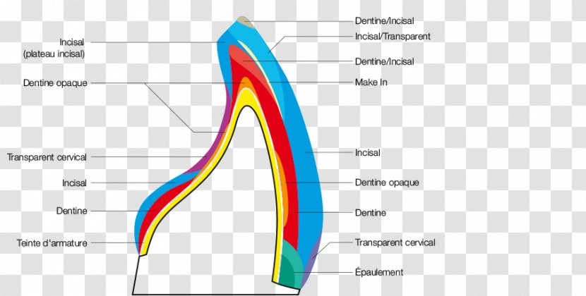 Dental Porcelain Ceramic Tooth Dentistry - Flower - Cellular Color Chart Transparent PNG