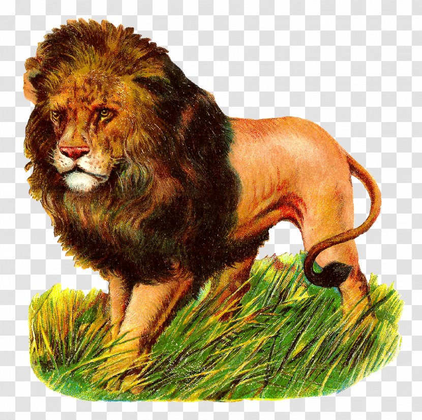 East African Lion Clip Art - Cat Like Mammal - Big Cats Transparent PNG