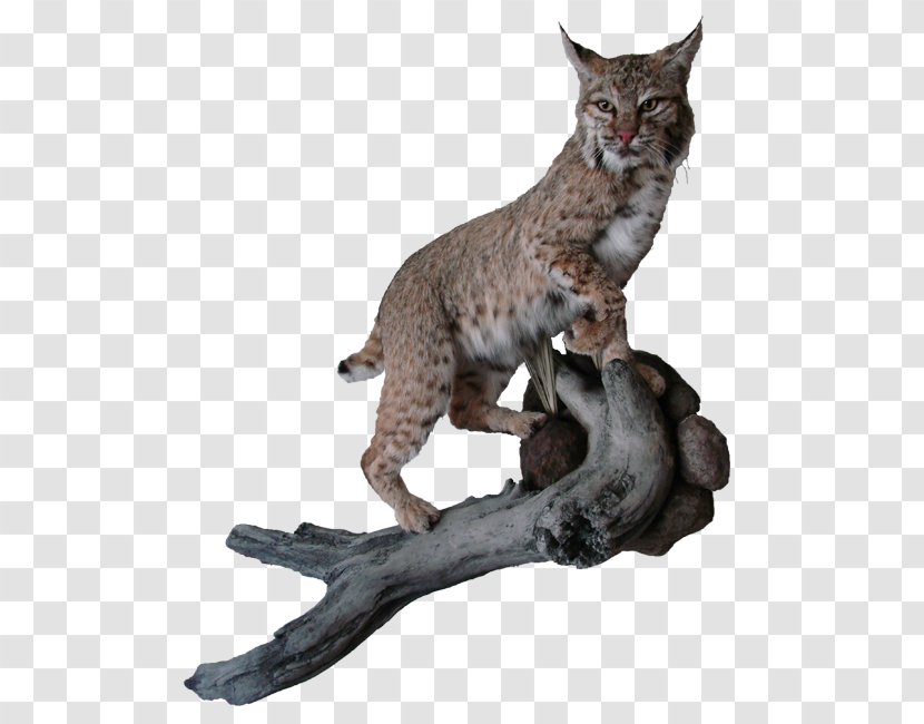 Bobcat Deer Elk Cougar Moose - Hunting - Mount Transparent PNG