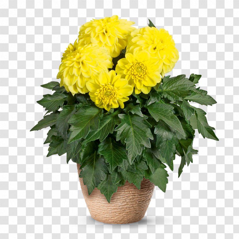 농업회사법인 (주)나라원예 Chrysanthemum Dahlia Cut Flowers Flowerpot - Floristry - Pelargonium Transparent PNG