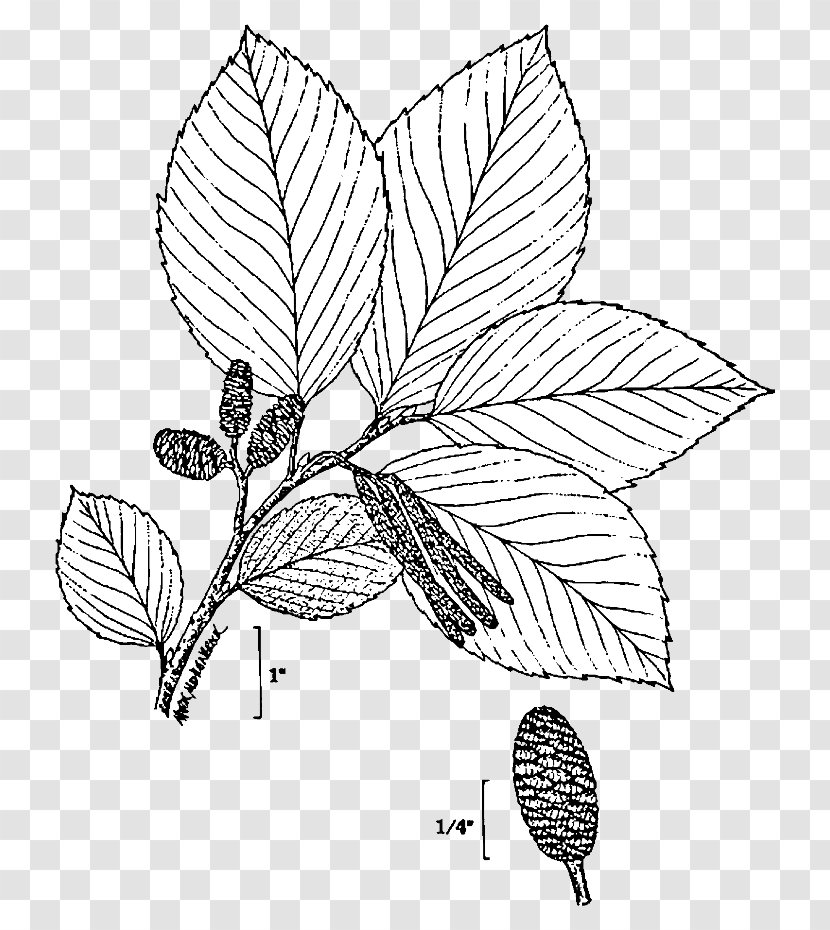 Grey Alder Black White Flowering Plant Transparent PNG