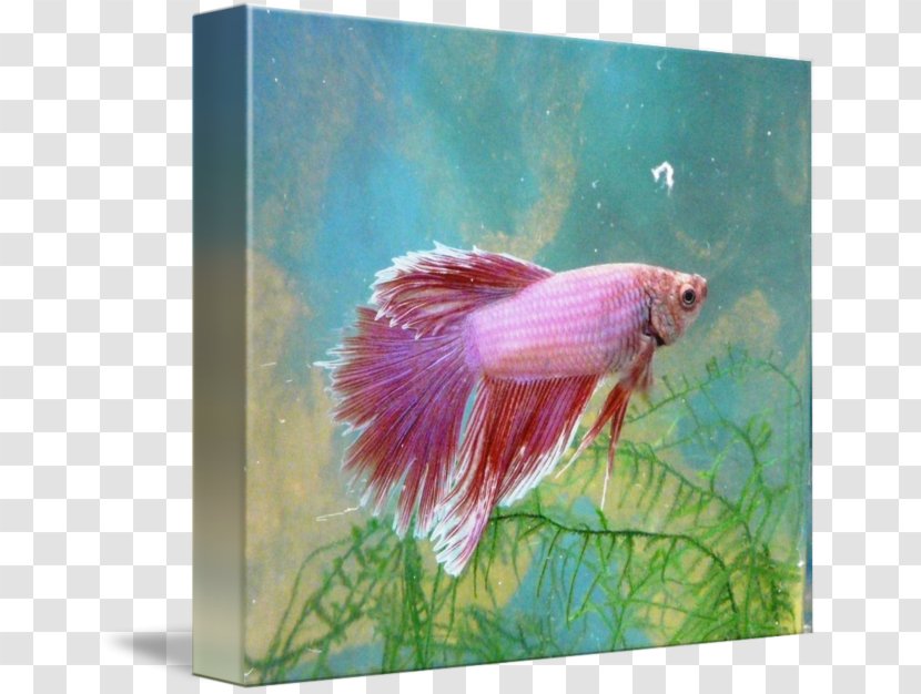Siamese Fighting Fish Female Painting - Silhouette Transparent PNG