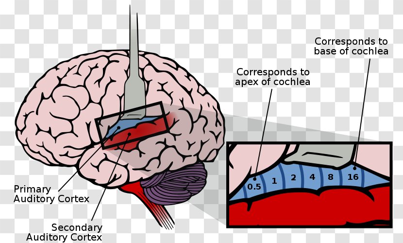 Auditory Cortex System Cerebral Sensory Brain - Frame Transparent PNG
