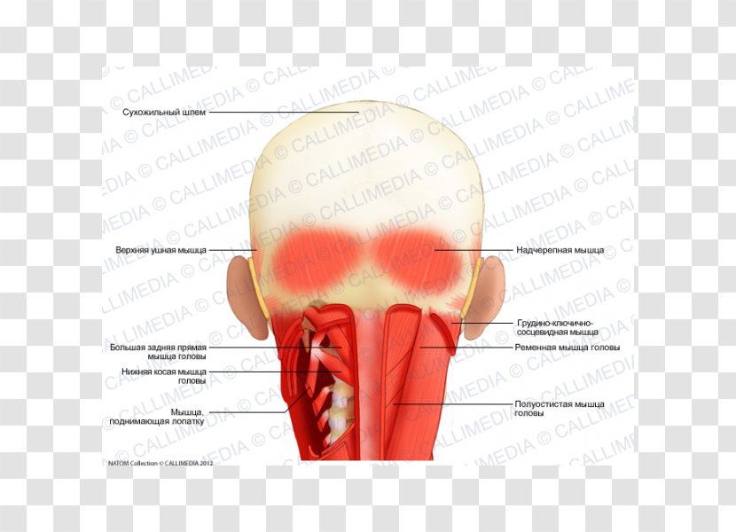 Muscle Head Neck Spinalis Coronal Plane - Flower - Sternocleidomastoid Transparent PNG