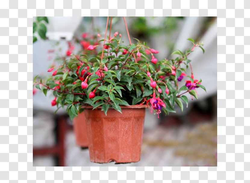 Fuchsia Flowerpot Houseplant Shrub Madagascar Periwinkle - Flowering Plant - Hoa Transparent PNG