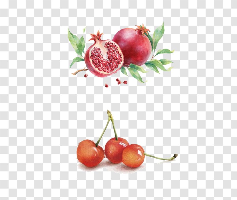 Pomegranate Watercolor Painting Illustration - Food - Cherry Transparent PNG