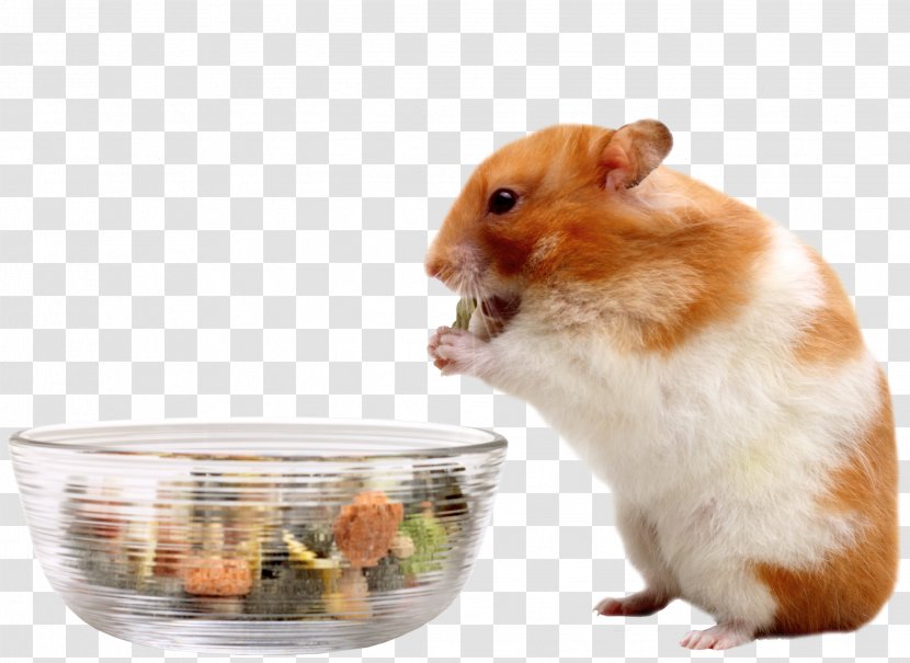 Your Hamster Mouse Eating Food - Muroidea Transparent PNG
