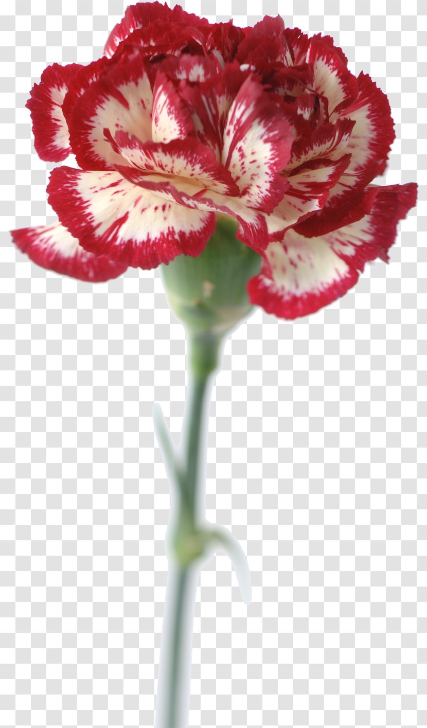 Carnation Stock Photography - Getty Images - Design Transparent PNG