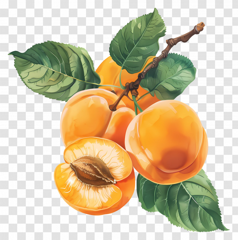 Apricot - Yellow Apricots With Leaves Illustration Transparent PNG