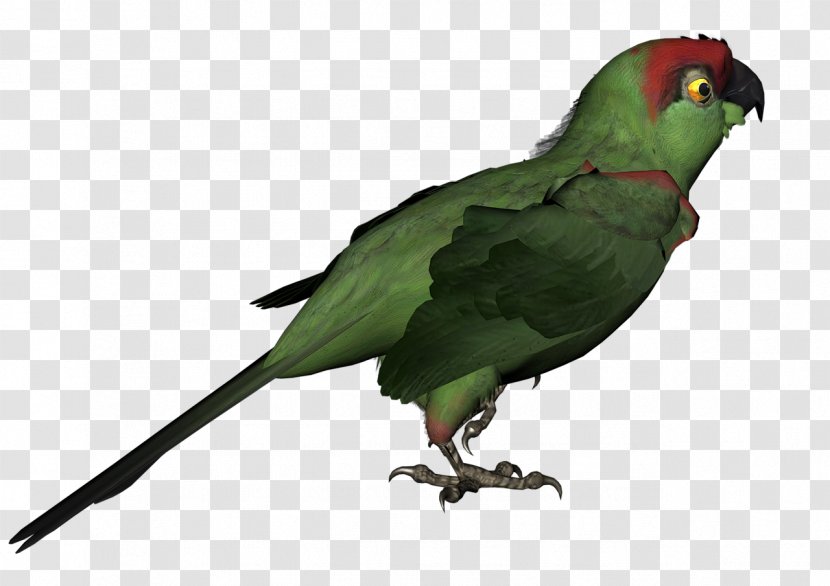 Bird Red-breasted Coua Macaw Parakeet Animal - Common Pet Transparent PNG