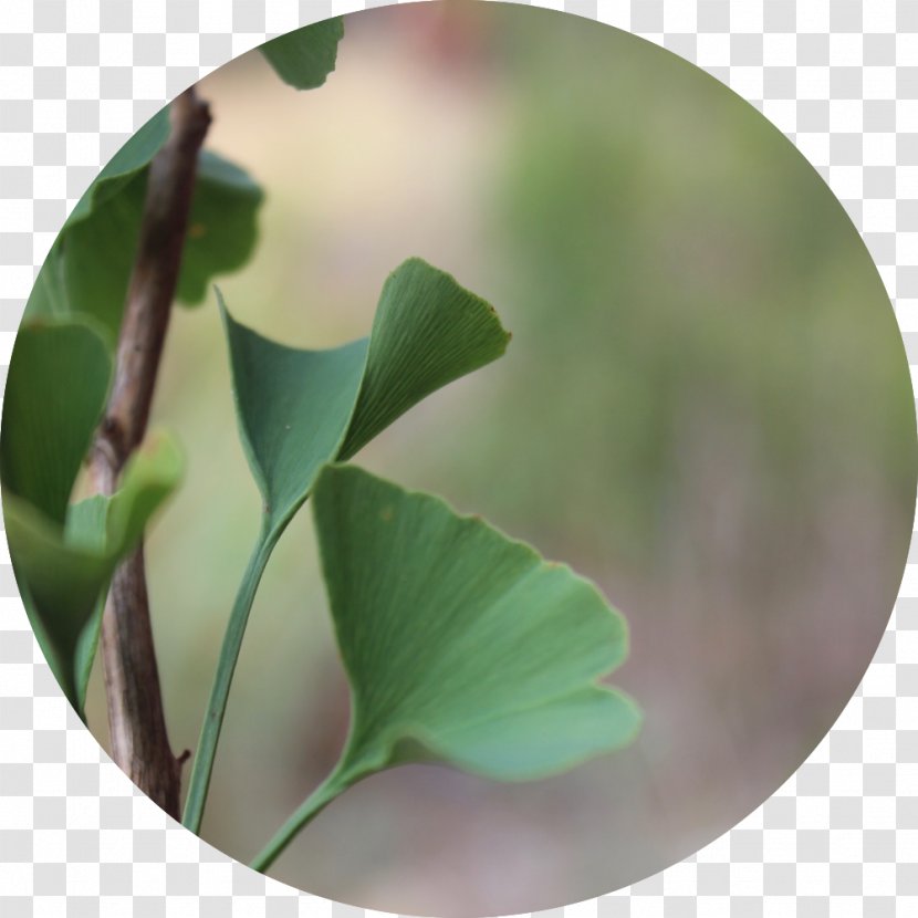 Evolutionary Herbalism Medicine Plant - Stem - Ginkgo Transparent PNG