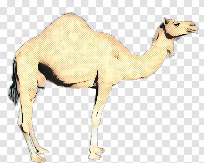 Dromedary Bactrian Camel Terrestrial Animal Fauna Neck - Livestock Transparent PNG