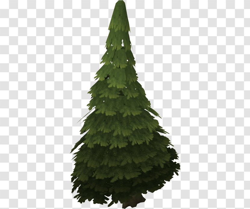 Pine Spruce Noble Fir Evergreen Tree - Eastern White Transparent PNG