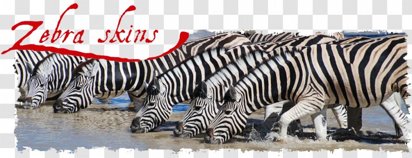 Quagga Horses Zorse Zebra - Fauna - Skin Transparent PNG