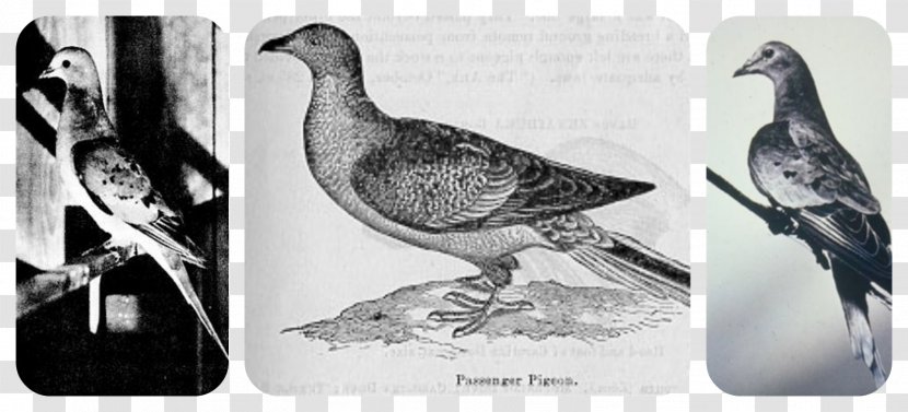 Columbidae Beak Cygnini Goose Domestic Pigeon - Passenger Transparent PNG