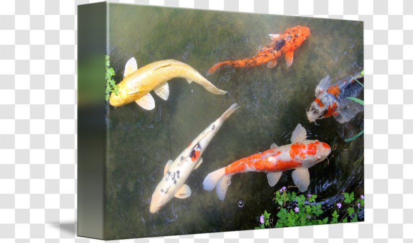Koi Goldfish Fish Pond Feeder Gallery Wrap - Art - Carp Transparent PNG