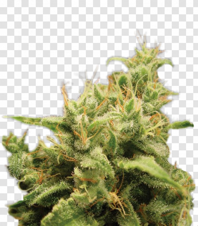 Cannabis Cup Seed Bank Sativa Transparent PNG