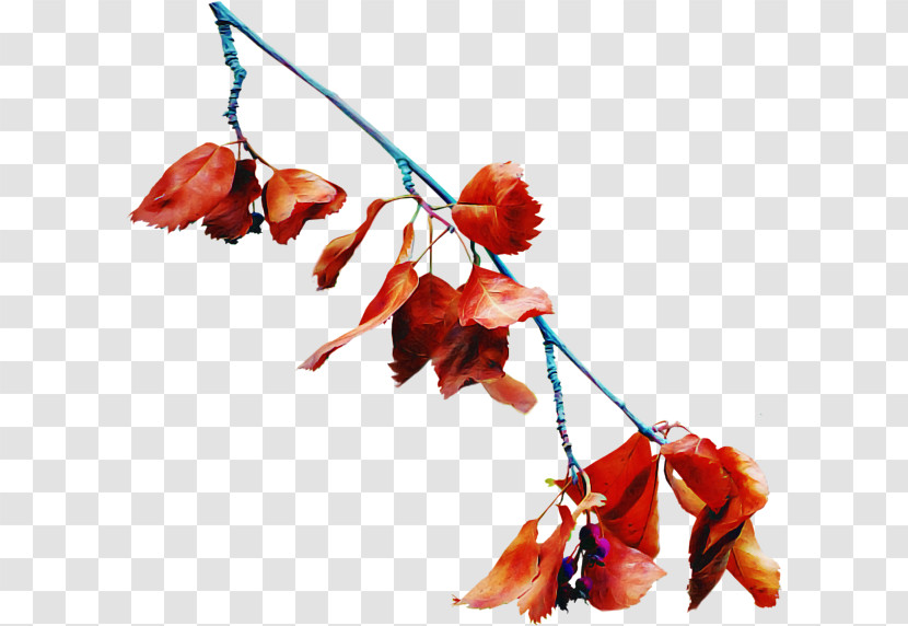 Leaf Twig Flower Plant Branch Transparent PNG