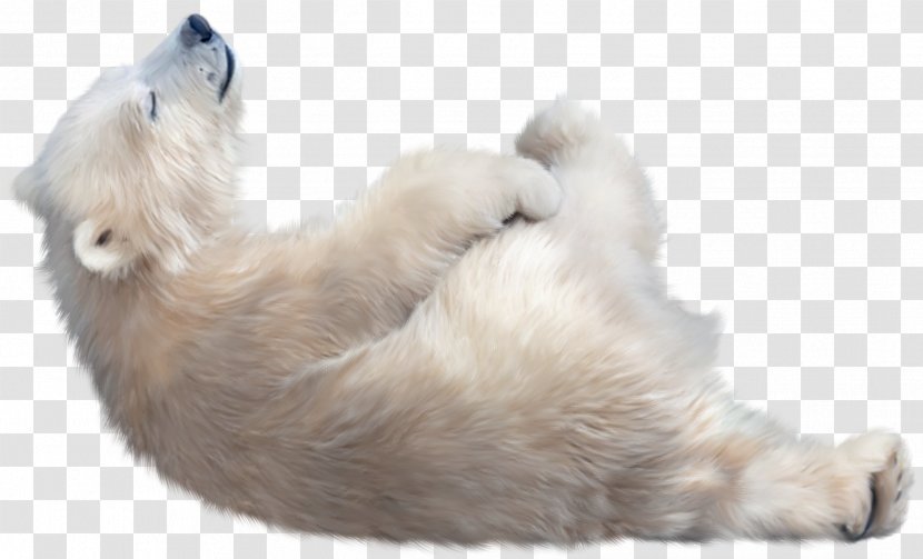 The Polar Bear Arctic Dog Transparent PNG