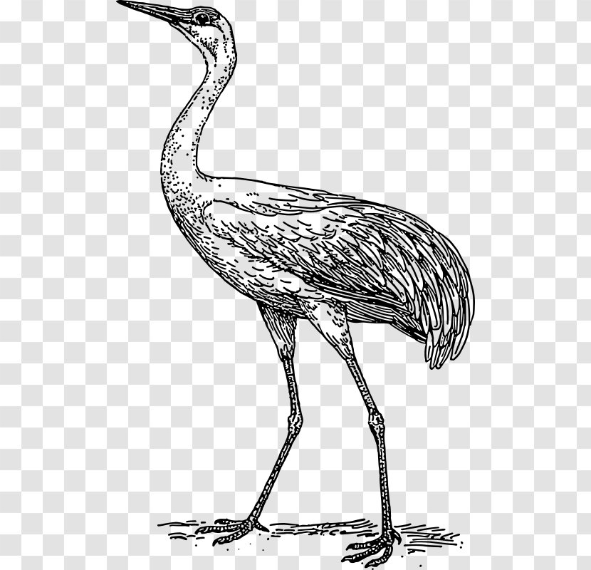 Crane Bird Drawing Clip Art - Beak - White Transparent PNG