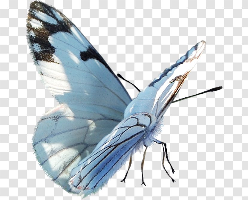 Butterfly PaintShop Pro Clip Art - Computer Software - Watercolor Transparent PNG