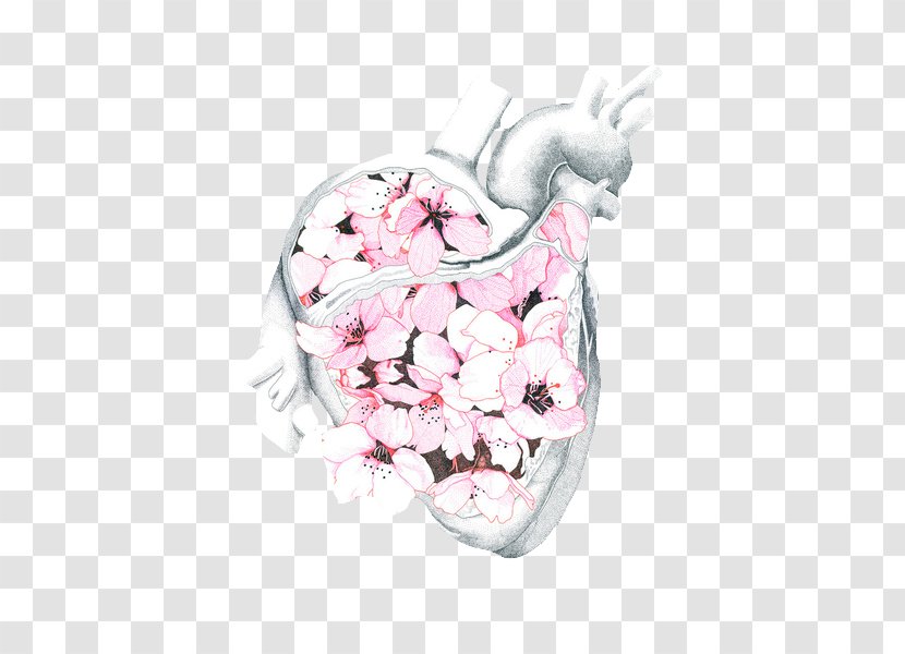 Drawing Heart Anatomy - Cartoon - Softy Transparent PNG
