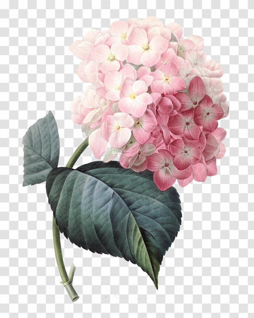 French Hydrangea Pink Flowers Clip Art - Watercolor Roses Transparent PNG