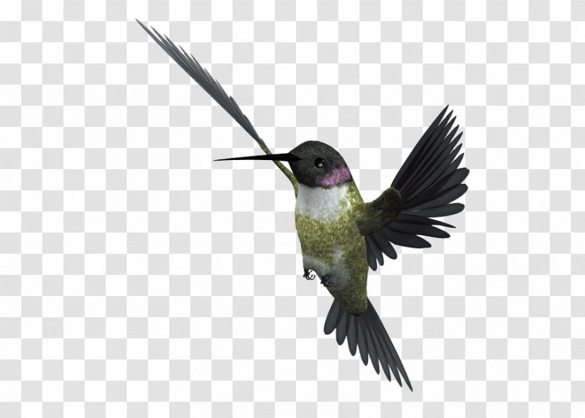 Bird Flight Eurasian Magpie - Hummingbird Transparent PNG