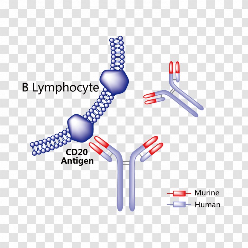 Trastuzumab Emtansine Monoclonal Antibody Pharmaceutical Drug Vemurafenib - Diagram - Patient Transparent PNG