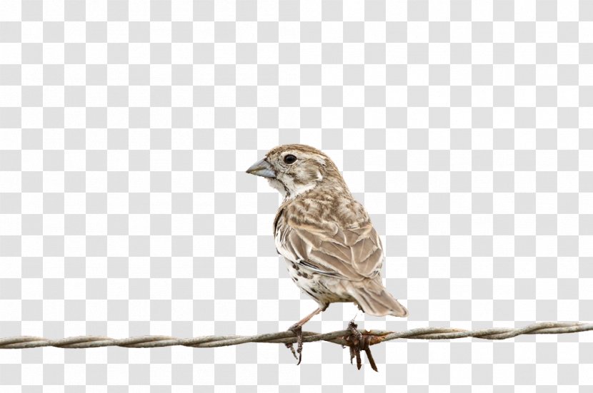 House Sparrow Bird Finch - American Sparrows Transparent PNG