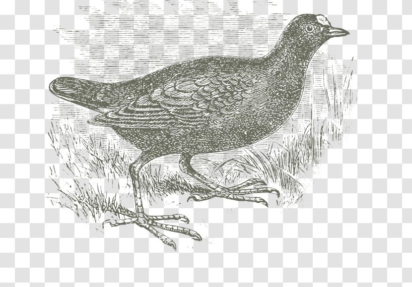Grouse Lark Cygnini Goose Galliformes - Duck Transparent PNG