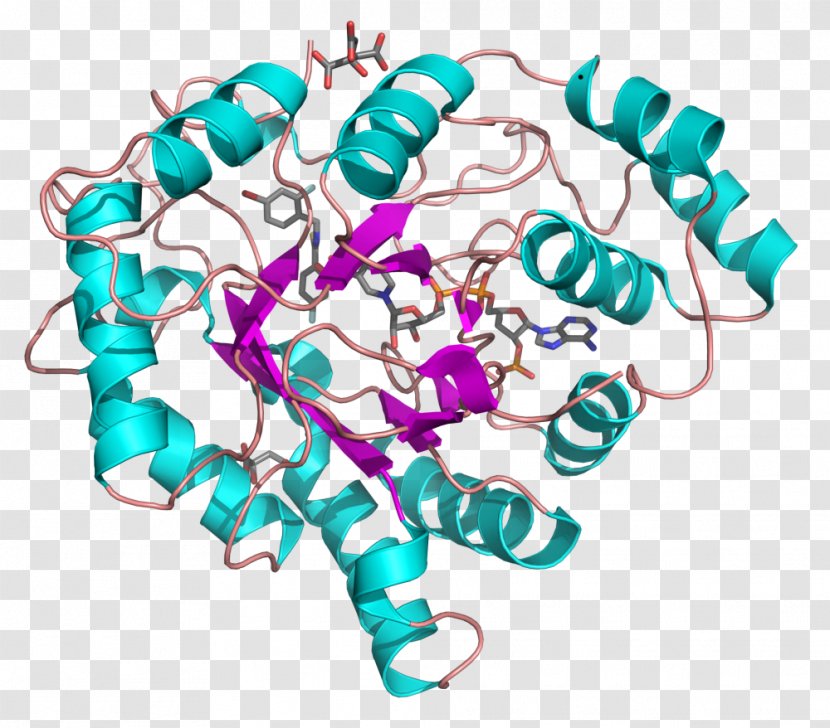 Aldose Reductase Nicotinamide Adenine Dinucleotide Phosphate Aldo-keto Oxidoreductase - Text - Free Entry Transparent PNG