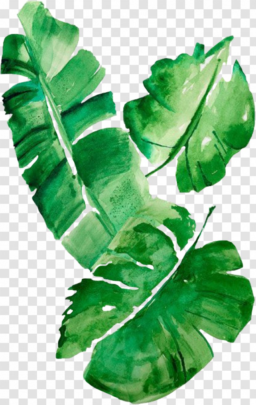 Watercolor Painting Banana Leaf Art - Palmleaf Manuscript - Green Leaves Spring Transparent PNG