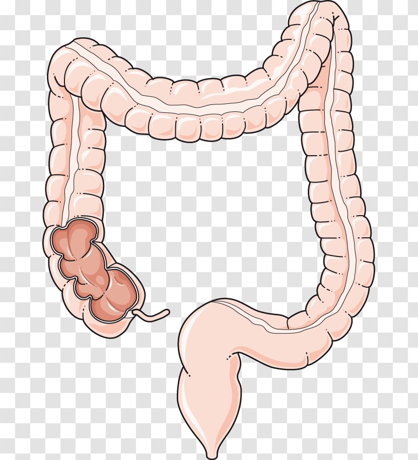Large Intestine Gastrointestinal Tract Small Human Digestive System Clip Art - Flower - Frame Transparent PNG