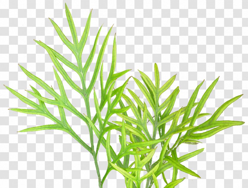 Plant Spider Bite - Vegetation Textures Transparent PNG