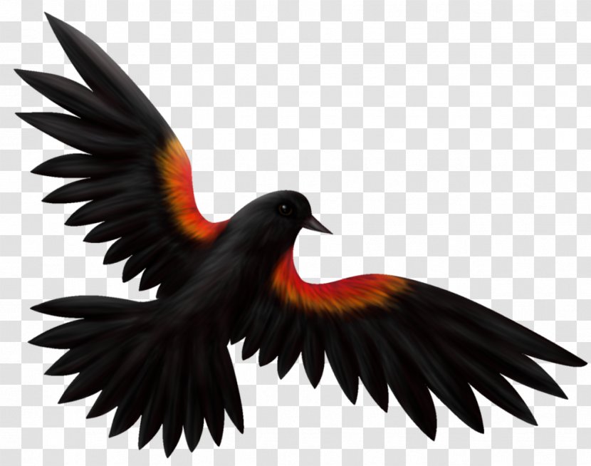 Red-winged Blackbird Drawing Illustration Common - Wing - Design Transparent PNG