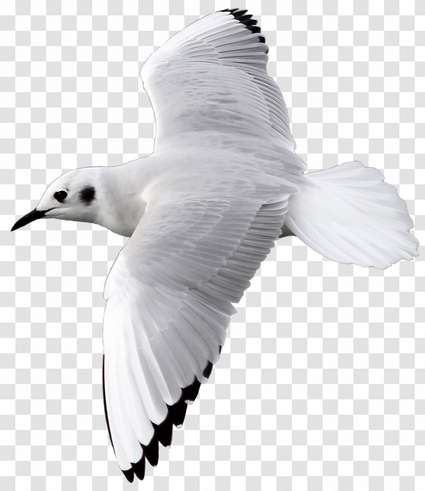 European Herring Gull Great Black-backed Gulls Bird Transparent PNG