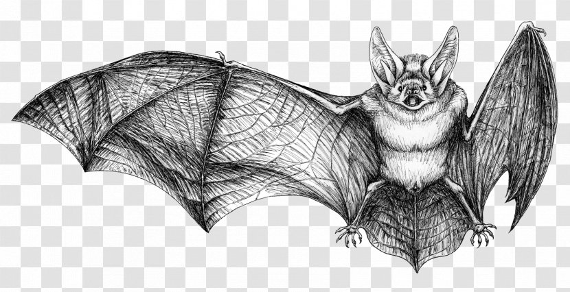 Bat Drawing Rat Photography - Cartoon Transparent PNG
