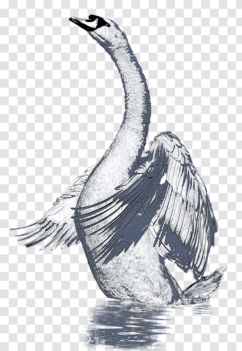 Duck Goose Cygnini Fowl Feather - Bird - Cartoon Swan Transparent PNG