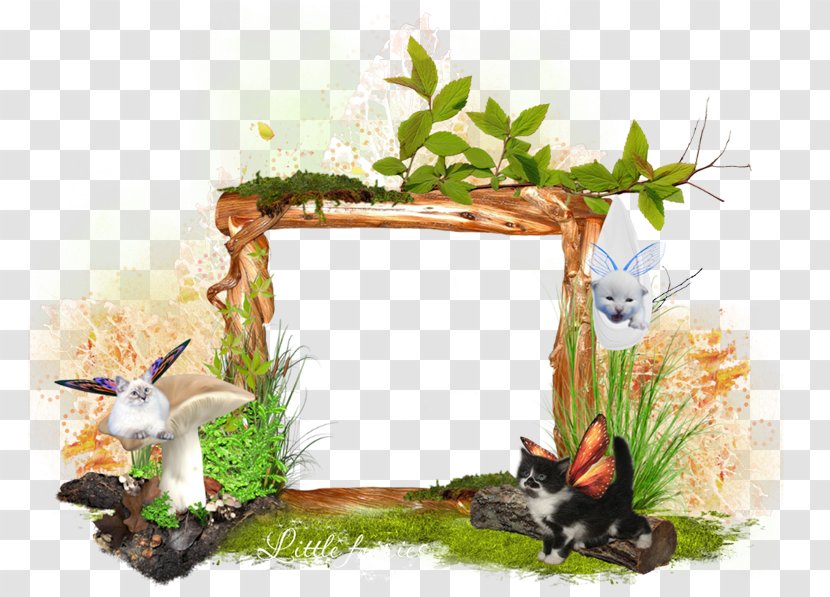 La Boîte à Images Picture Frames Cat - Australian Native Transparent PNG