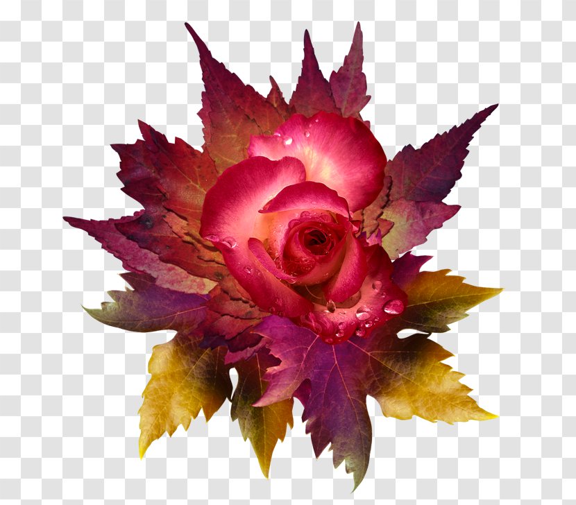 Flower Petal Clip Art Rose - Family Transparent PNG