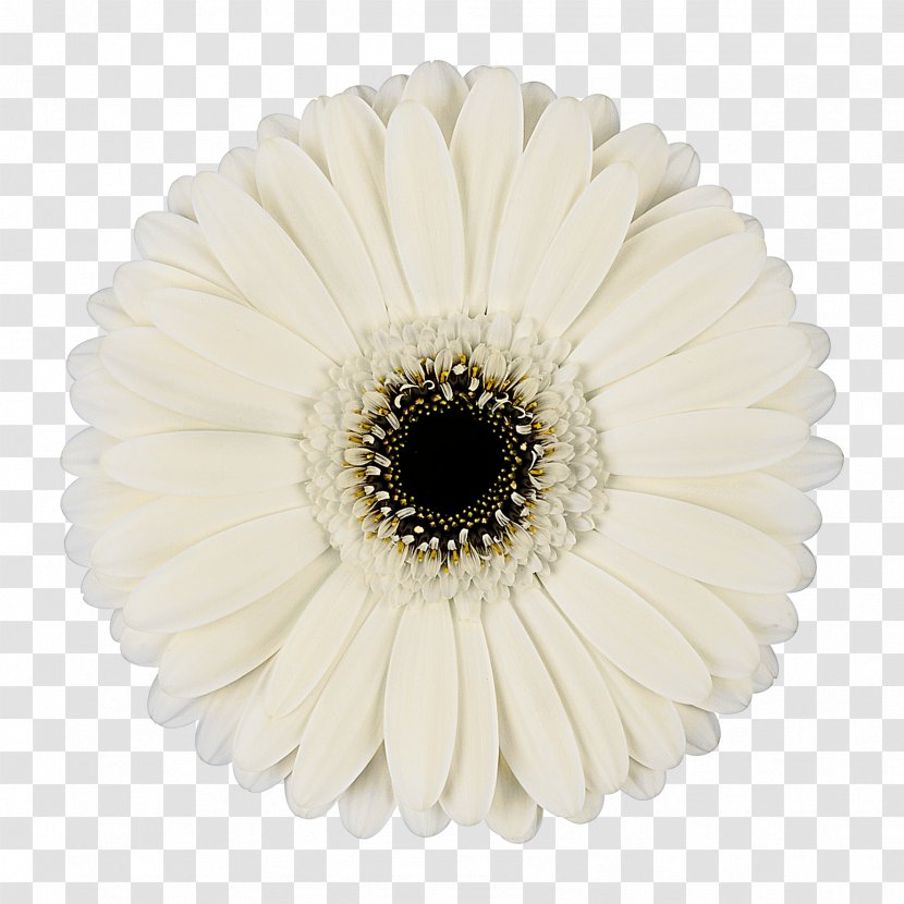 Transvaal Daisy Cut Flowers Color Floristry - Iceberg Transparent PNG