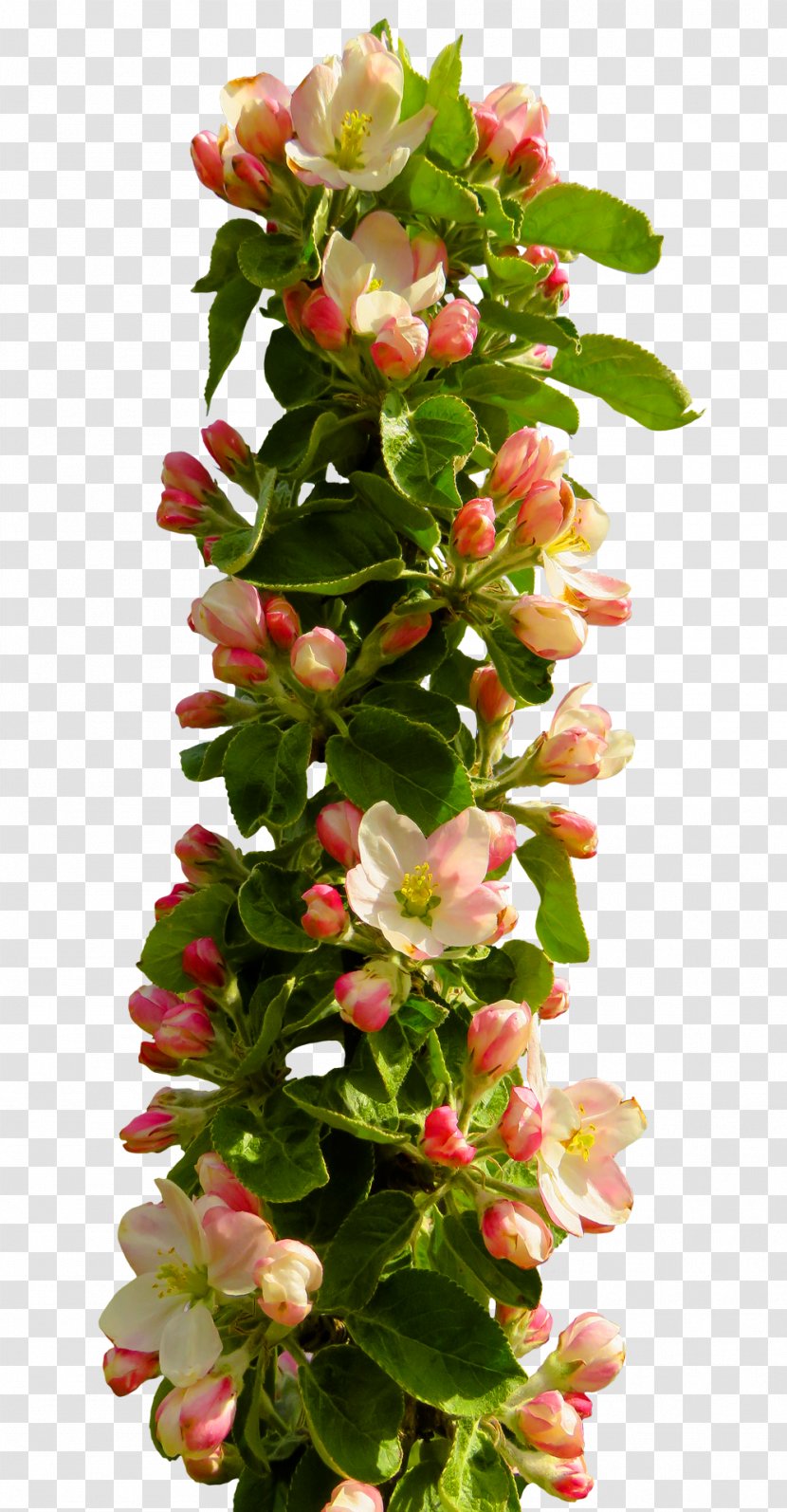 Flower - Plant - Spring Transparent PNG