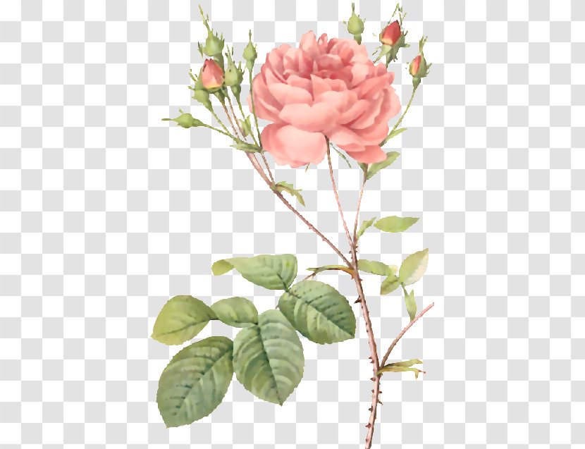 Roses Pierre-Joseph Redouté (1759-1840) Moss Rose Botany Botanical Illustration - Floristry - Watercolor Flowers Transparent PNG