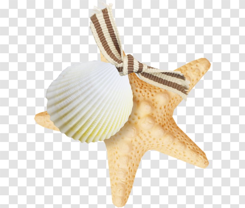 Seashell Starfish - Photography Transparent PNG