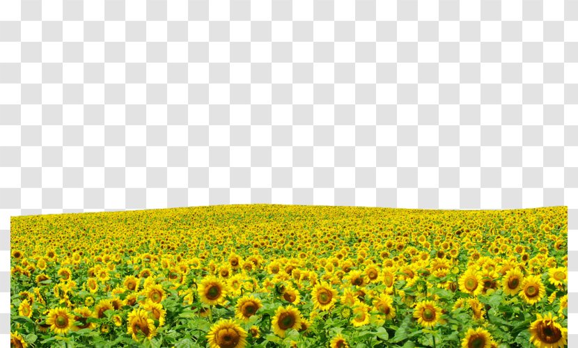 Laptop Display Resolution The Harvester High-definition Television Wallpaper - Meadow - Sunflowers Hd Transparent PNG
