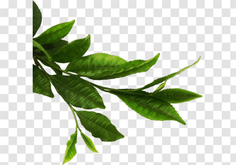 Green Tea Matcha Thepix - Plant - Leafs Transparent PNG