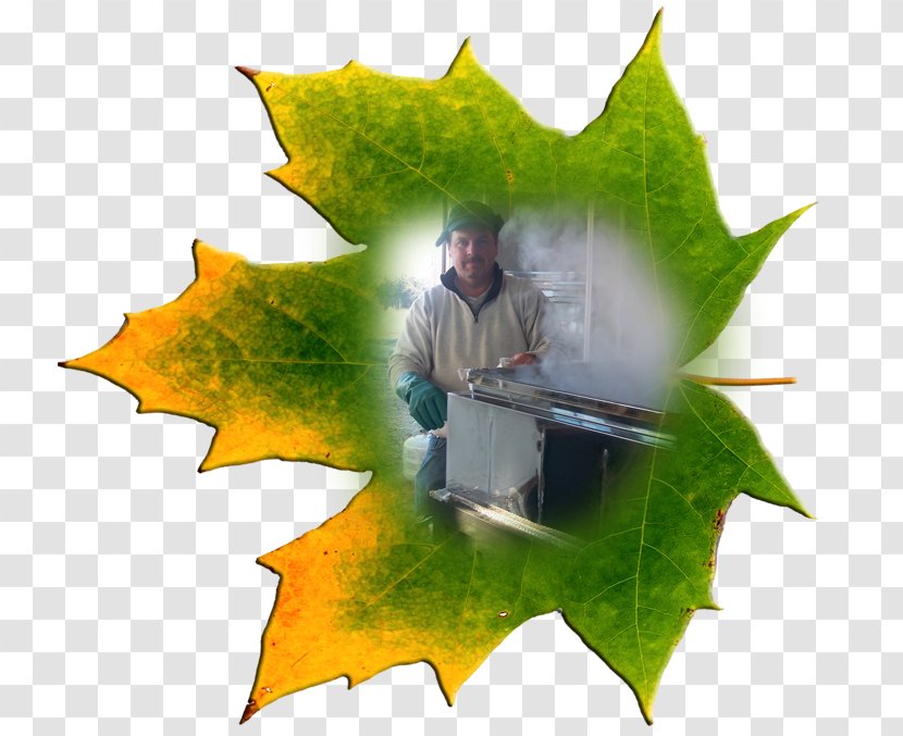 Leaf Desktop Wallpaper Computer - Tree Transparent PNG
